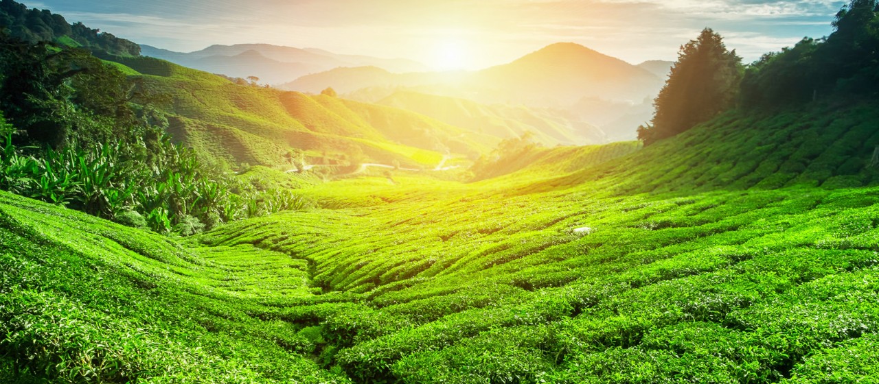 Bangalore to Chikamagalur Road Trip: Exploring Karnataka's Hidden Gem